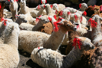 Colca_0034.jpg