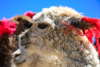 Colca_0042.jpg