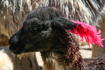Colca_0043.jpg