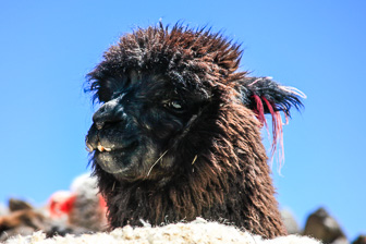 Colca_0044.jpg