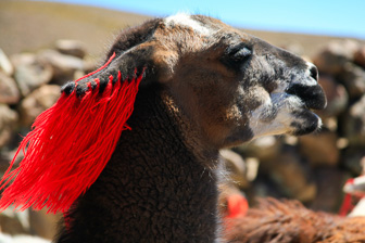 Colca