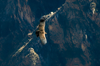 Condor14.jpg