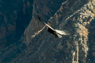 Condor15.jpg