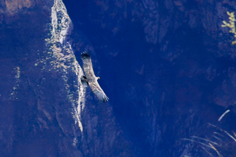 Condor16.jpg