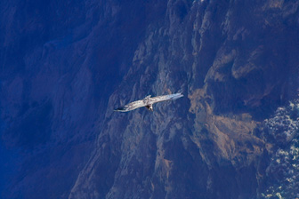 Condor17.jpg