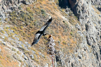 Condor2.jpg