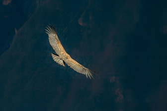 Condor22.jpg