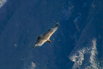 Condor23.jpg