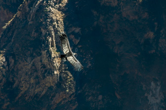 Condor24.jpg