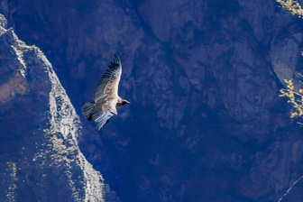 Condor26.jpg