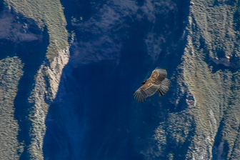 Condor27.jpg
