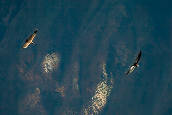 Condor28.jpg