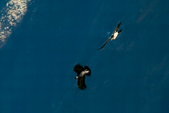 Condor29.jpg
