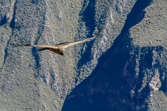 Condor30.jpg
