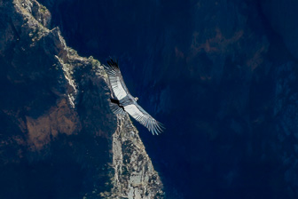 Condor31.jpg