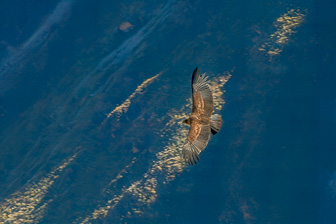 Condor33.jpg