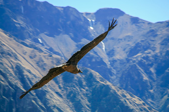 Condor36.jpg