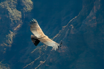 Condor37.jpg