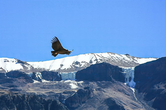 Condor40.jpg