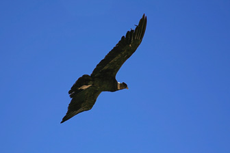 Cruz del Condor