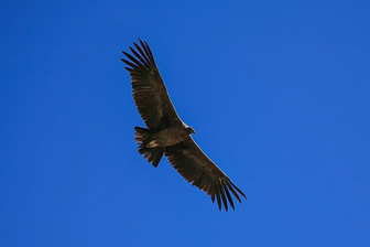 Condor44.jpg