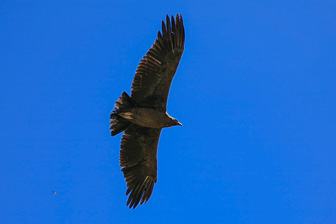 Condor45.jpg