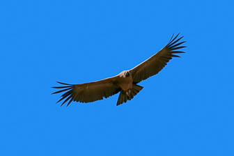 Condor48-Modifier.jpg