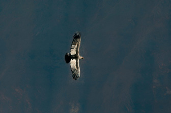 Condor5.jpg