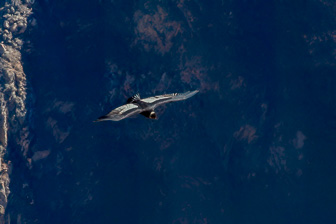 Condor6.jpg