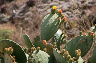 Ollantaytambo_0036.jpg