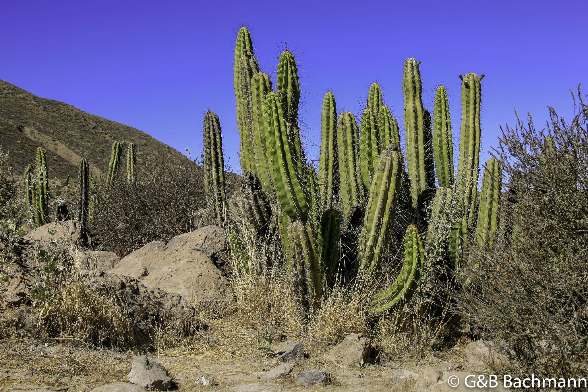 Colca_0002.jpg