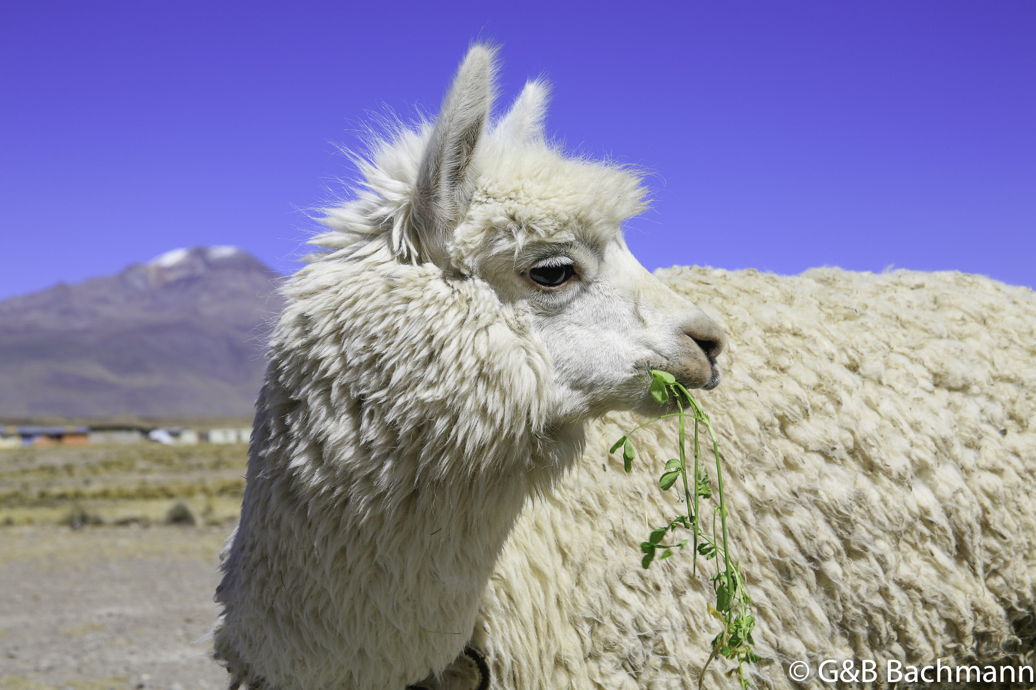 Colca_0014.jpg