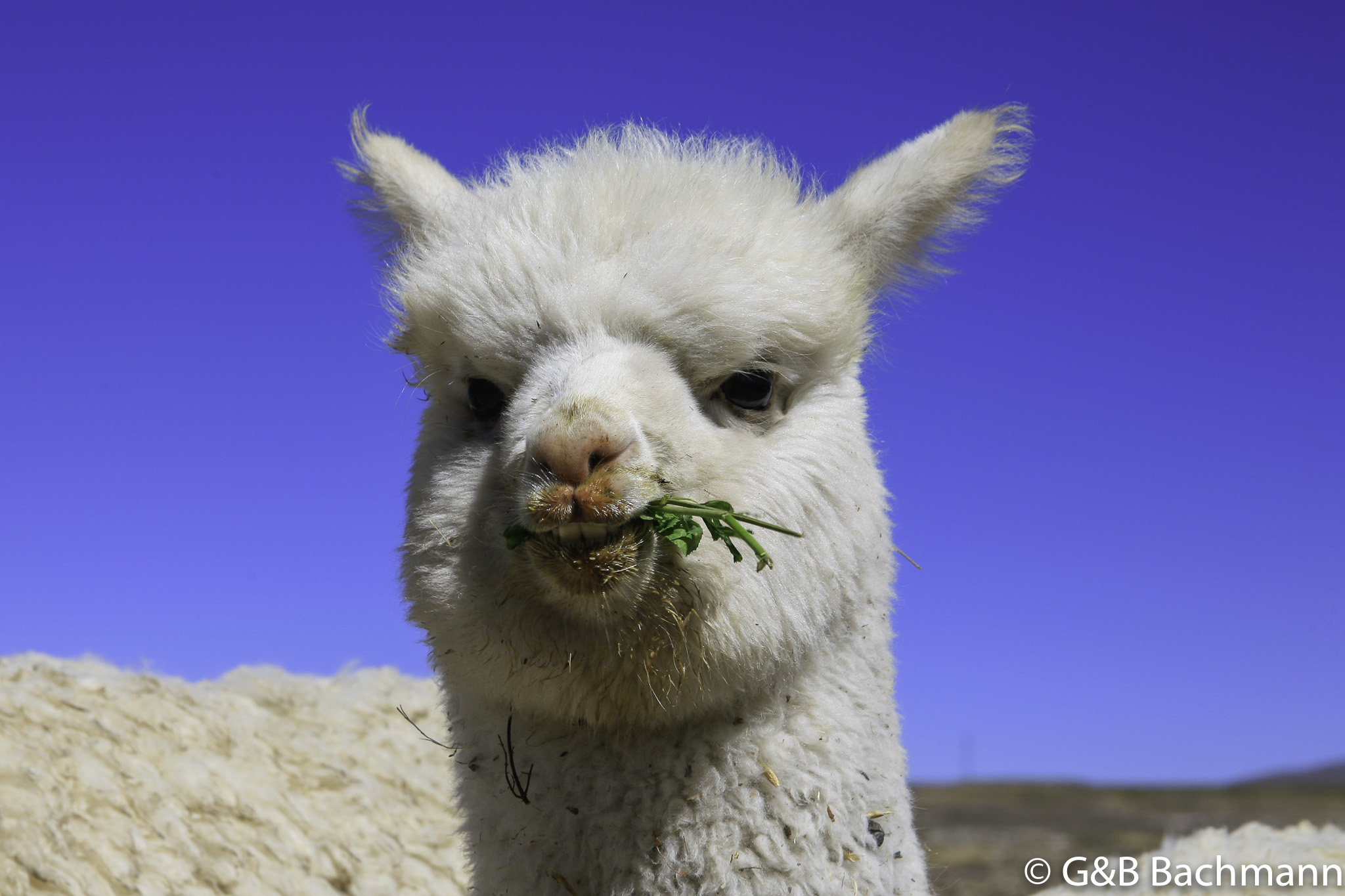 Colca_0015.jpg