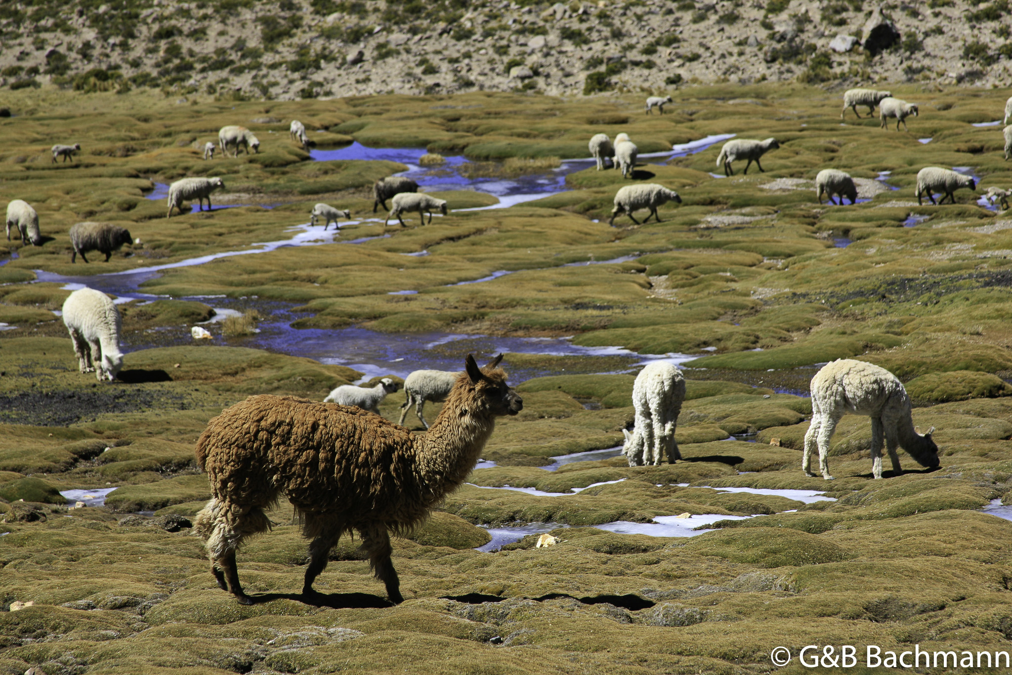 Colca_0017.jpg