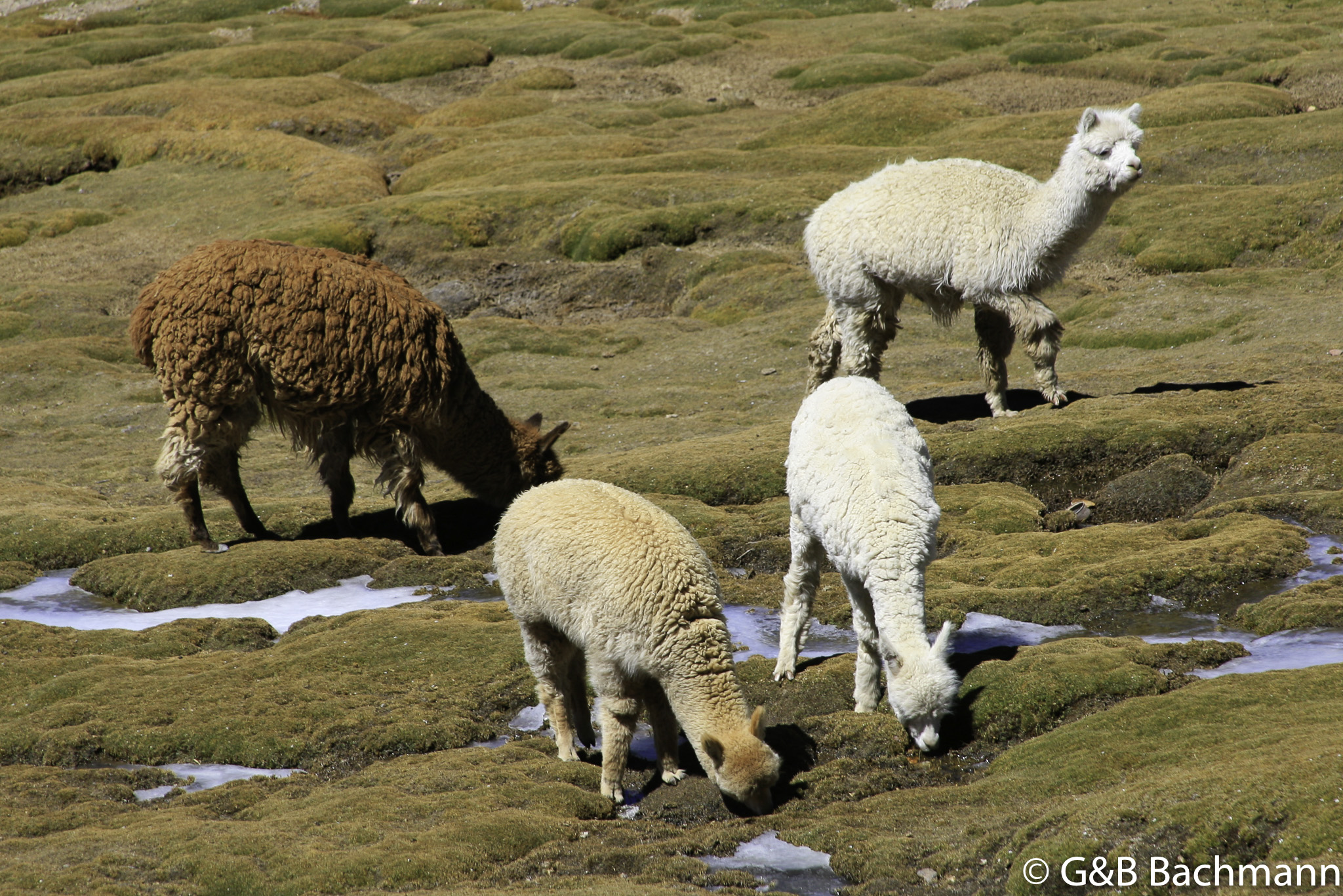 Colca_0018.jpg