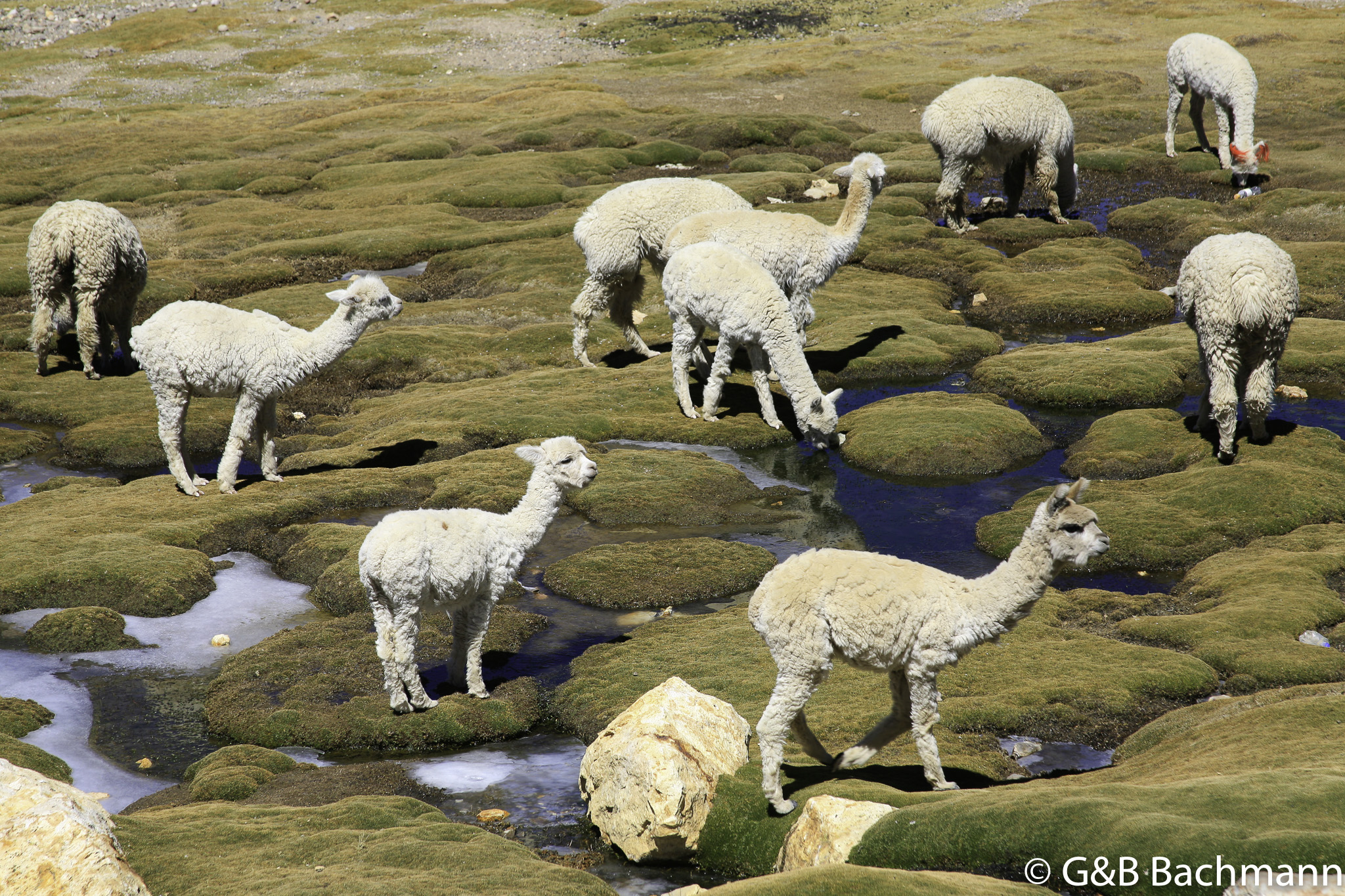 Colca_0019.jpg
