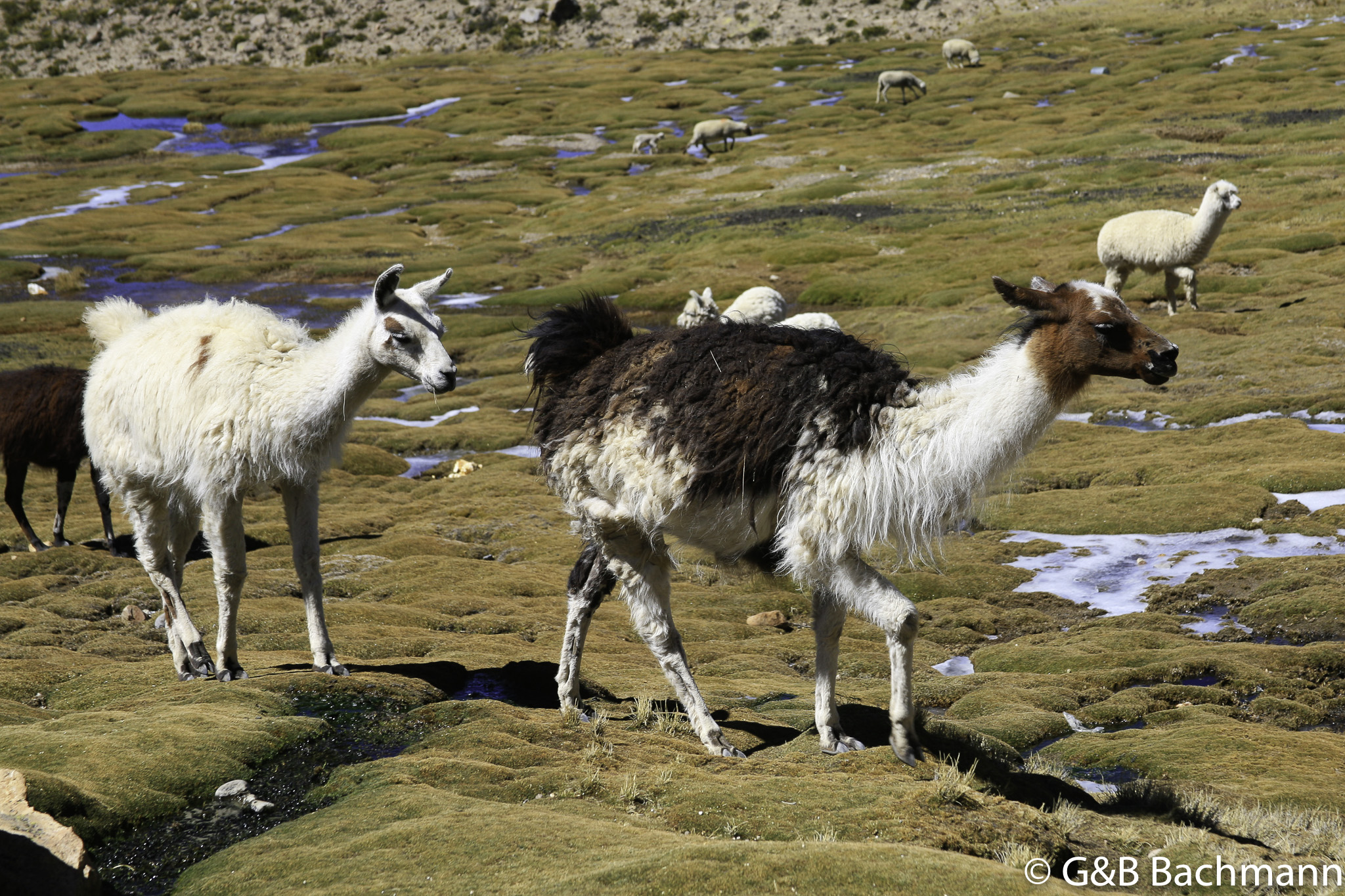 Colca_0020.jpg