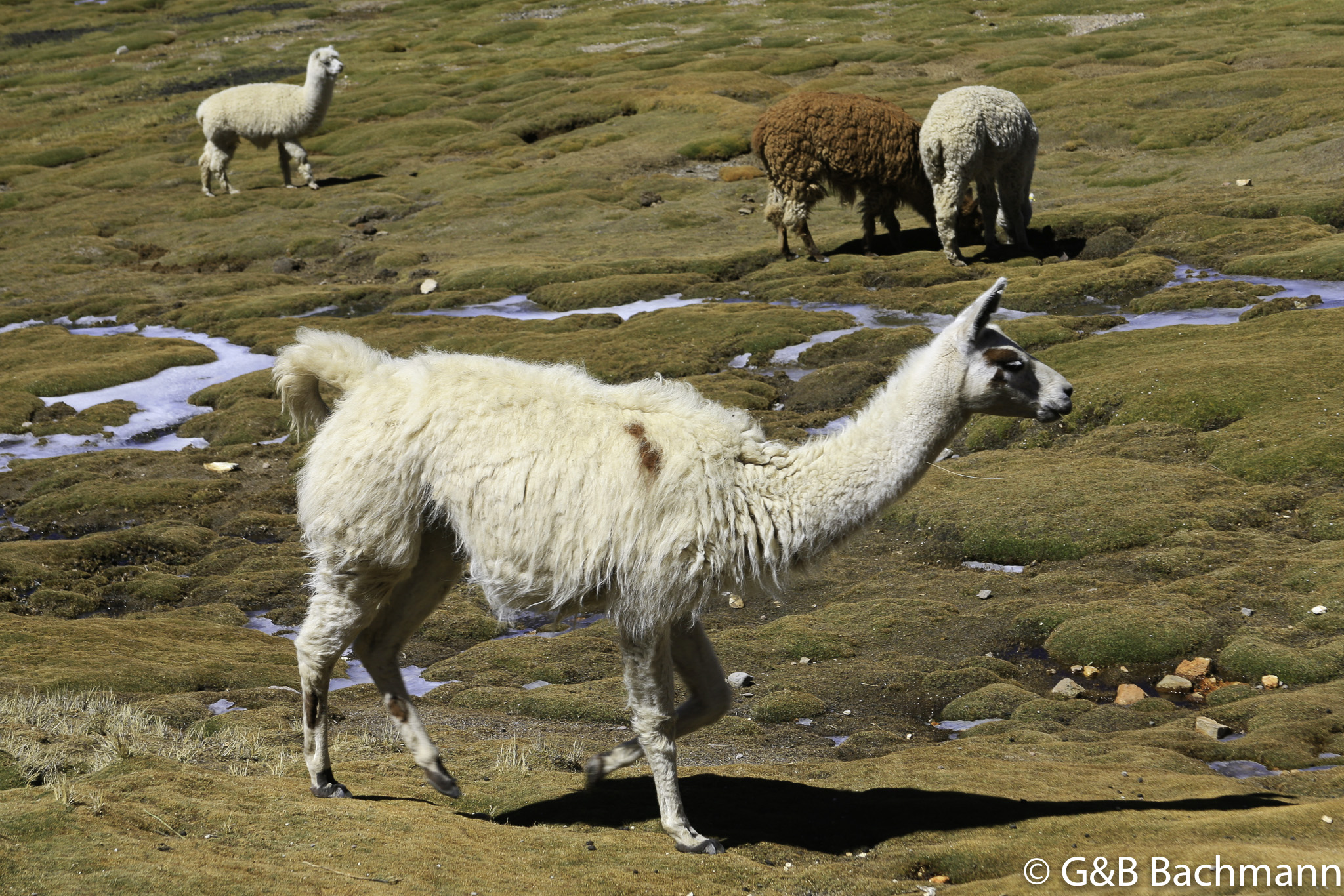 Colca_0021.jpg