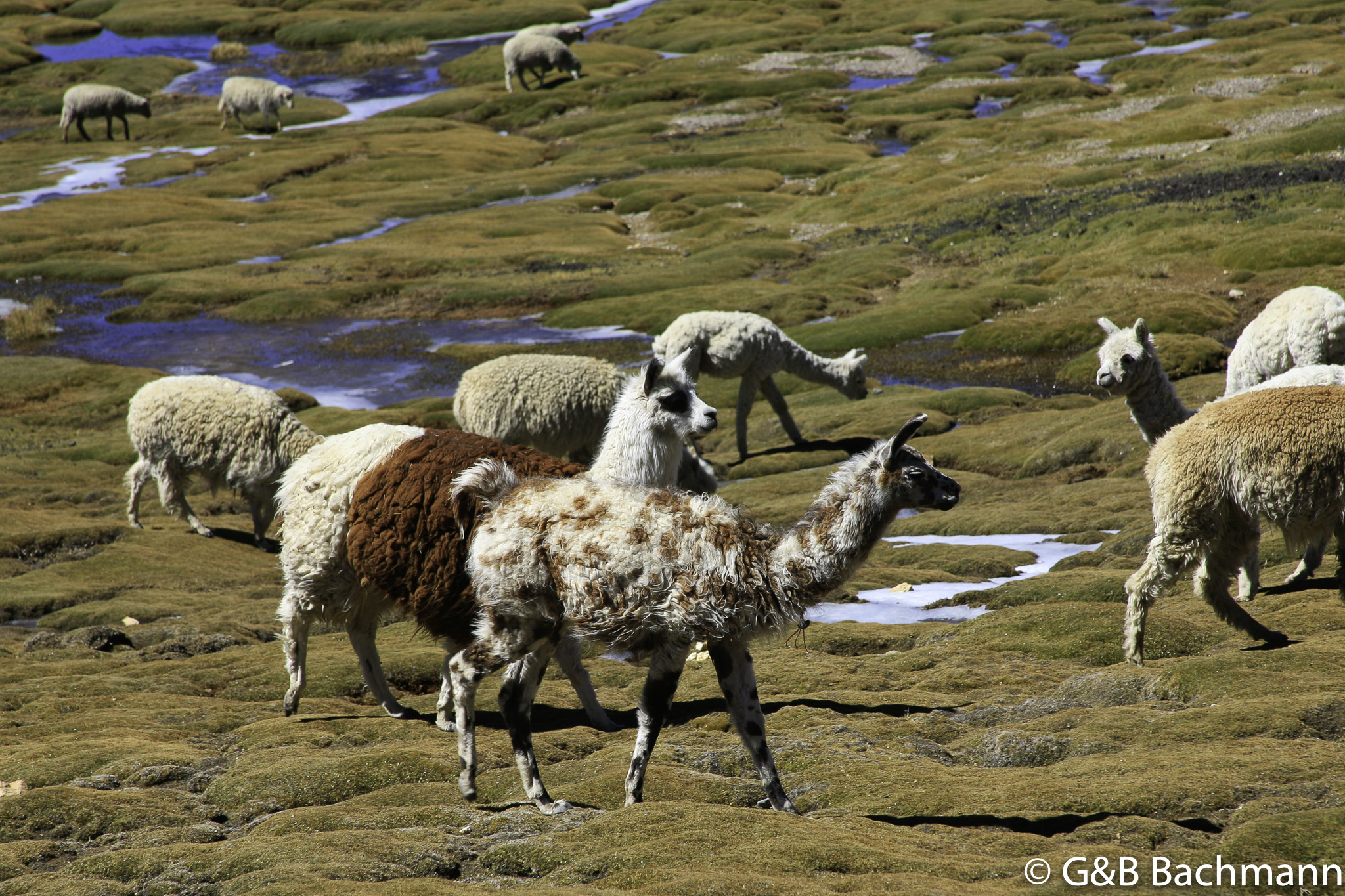 Colca_0023.jpg