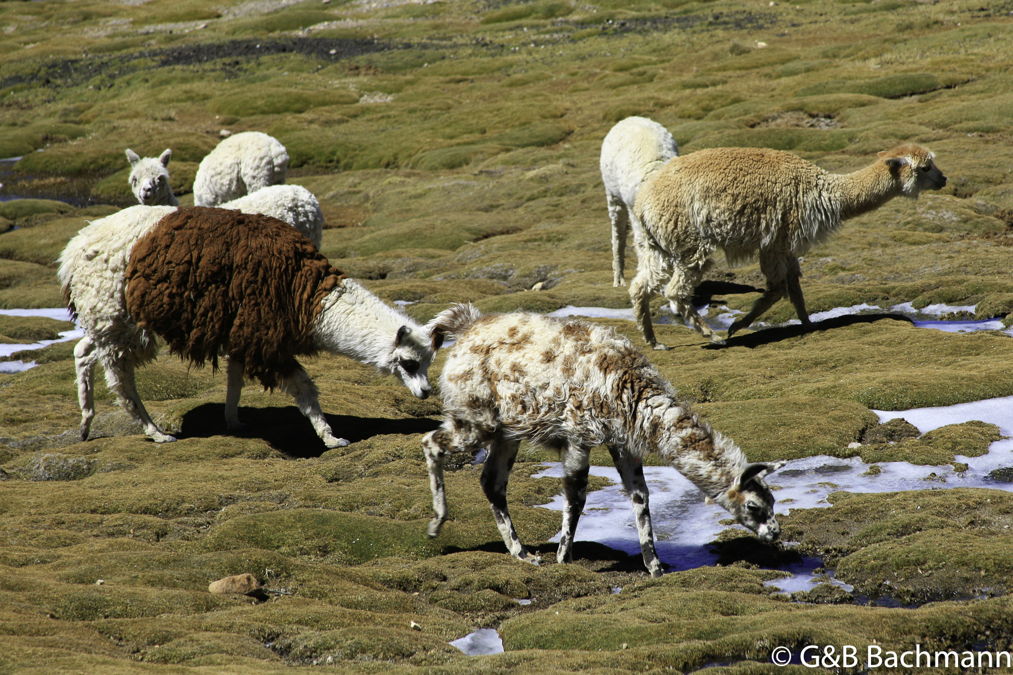 Colca_0024.jpg