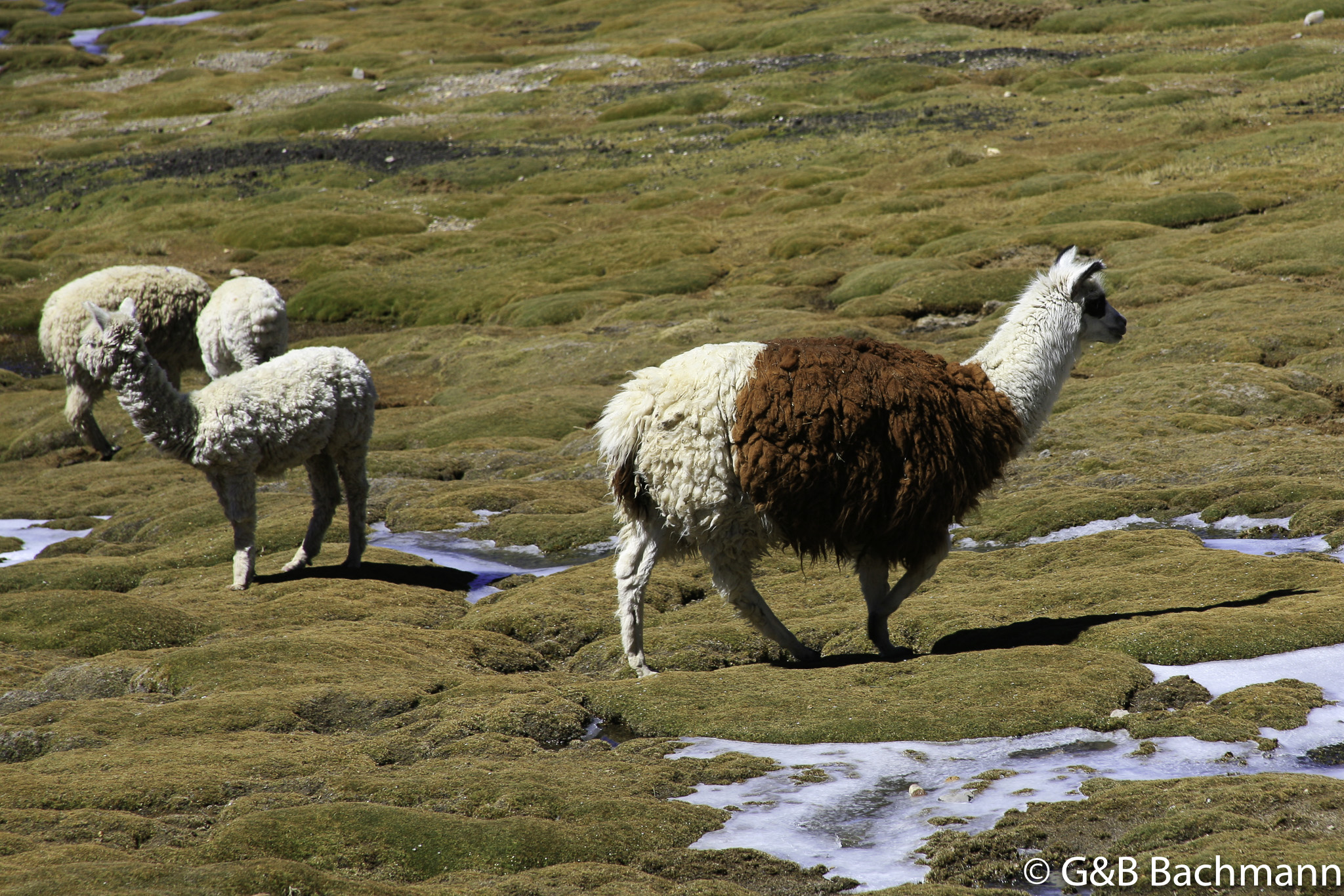 Colca_0025.jpg