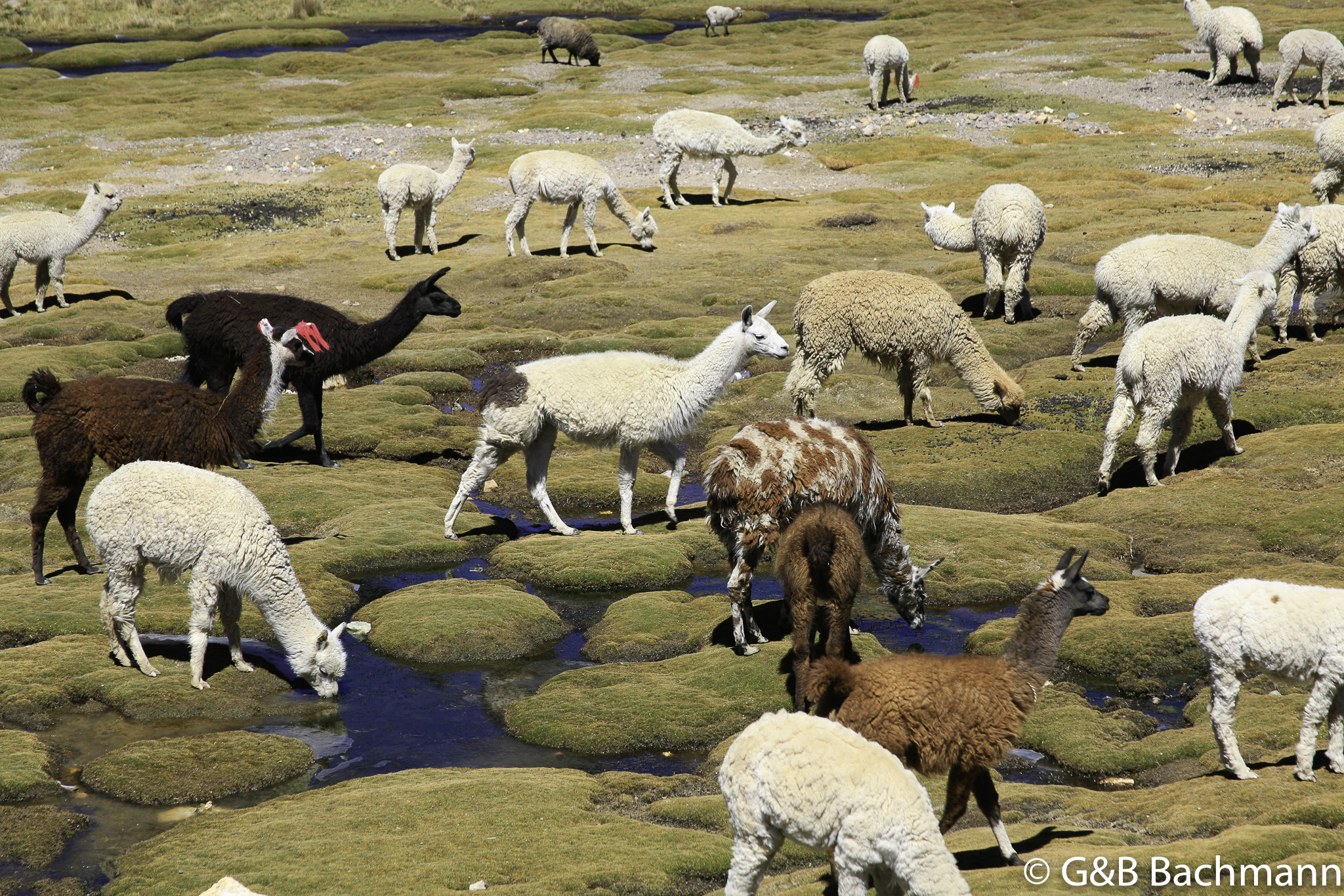Colca_0026.jpg