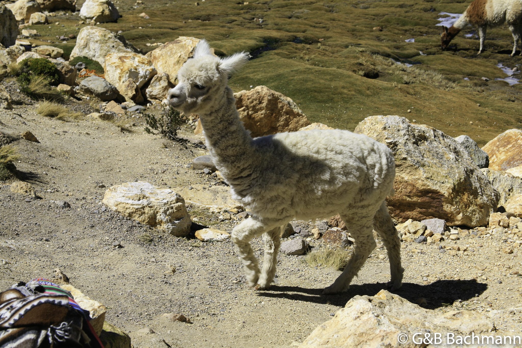 Colca_0030.jpg