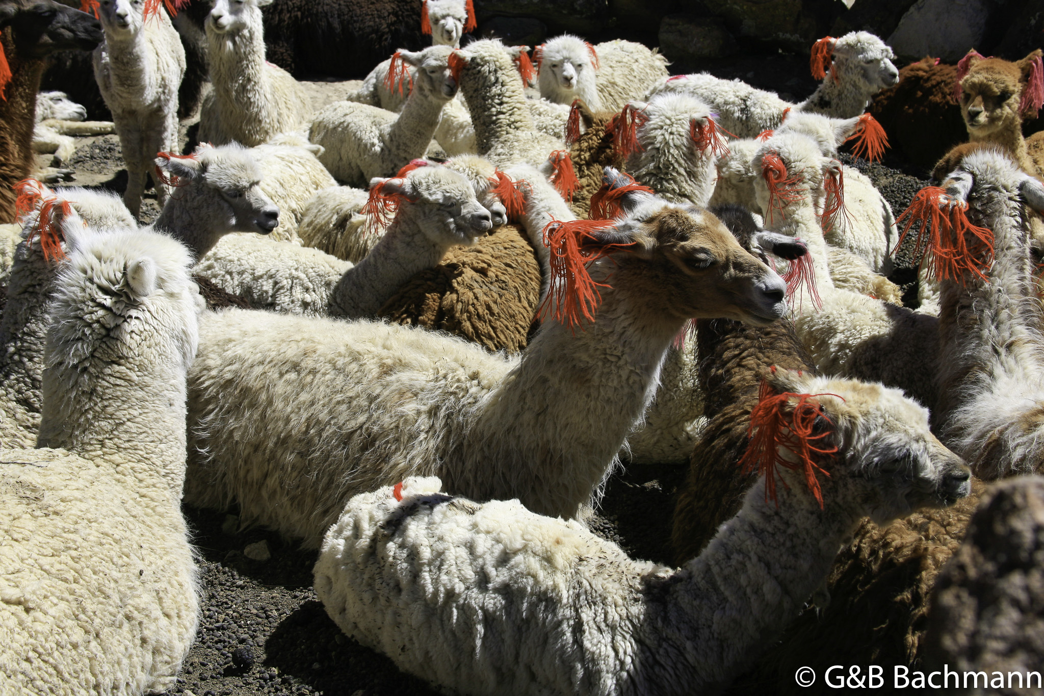 Colca_0034.jpg