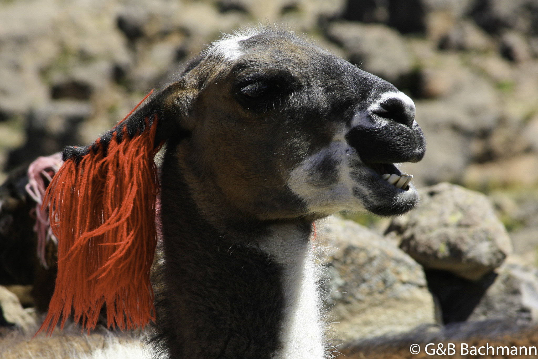Colca_0035.jpg