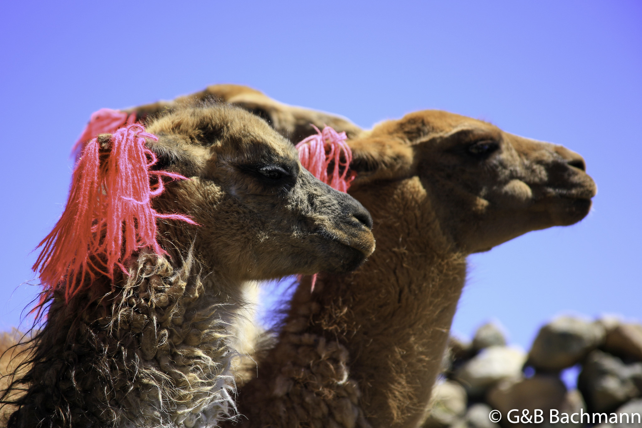 Colca_0038.jpg