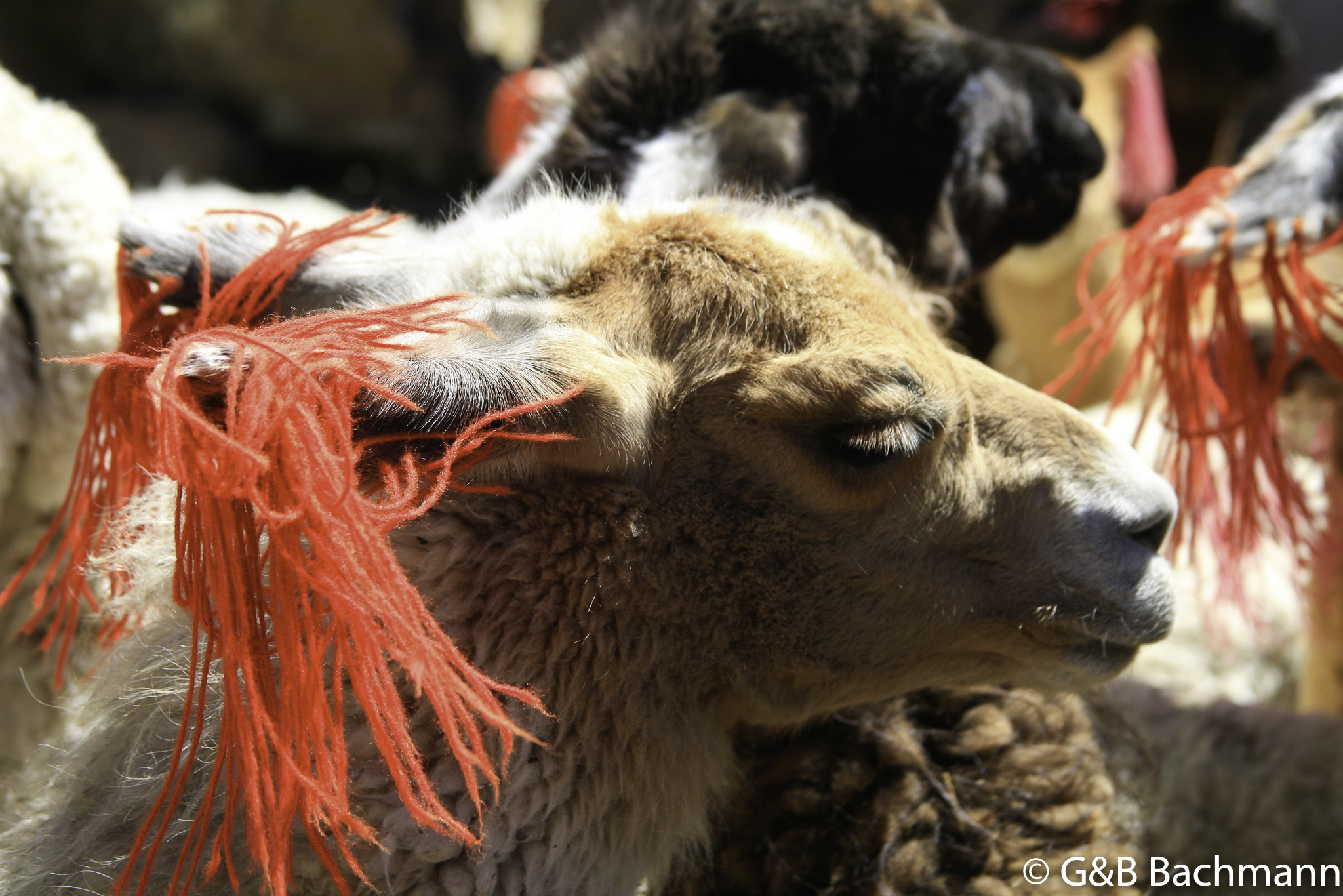 Colca_0039.jpg