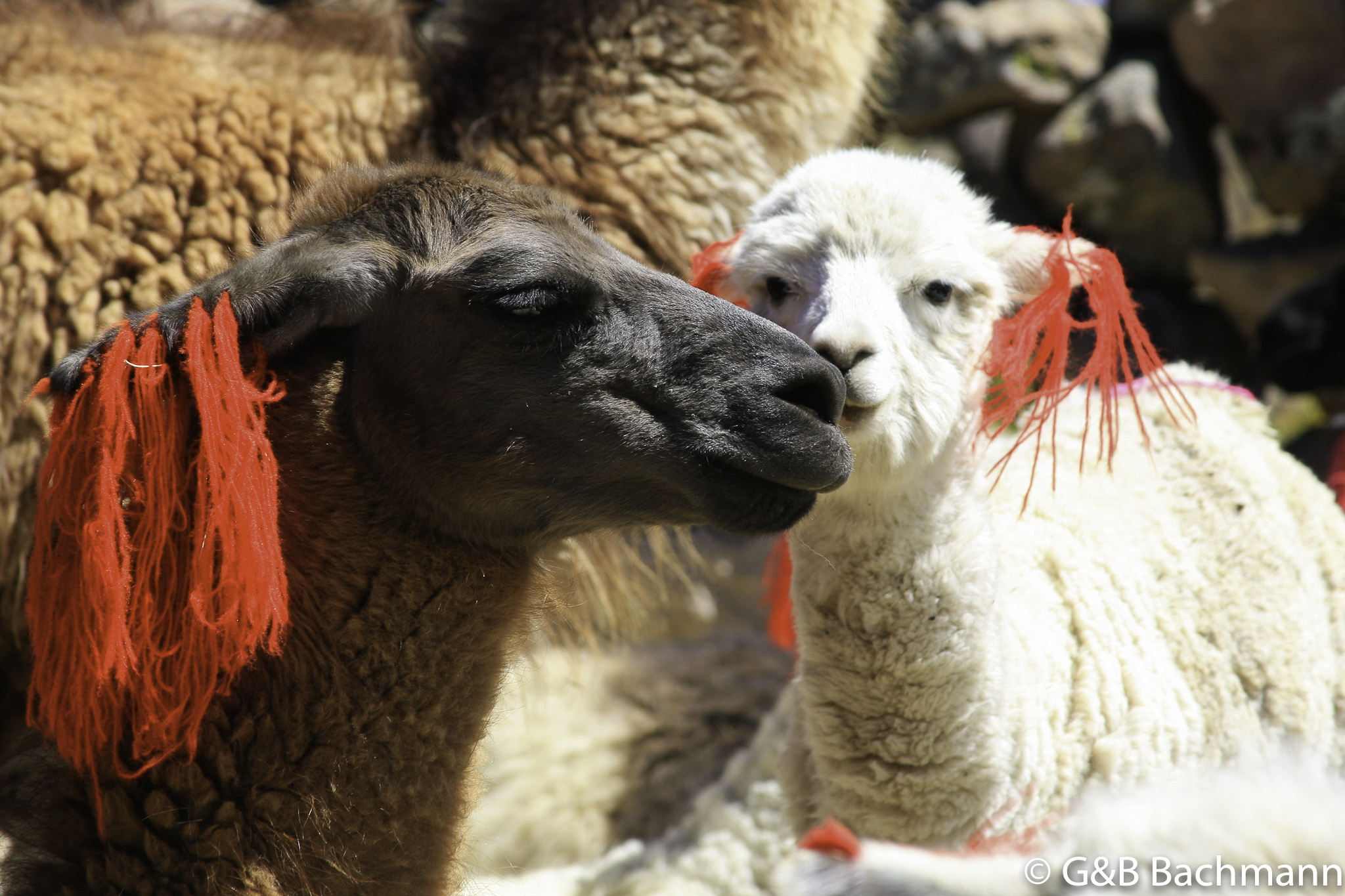 Colca_0041.jpg