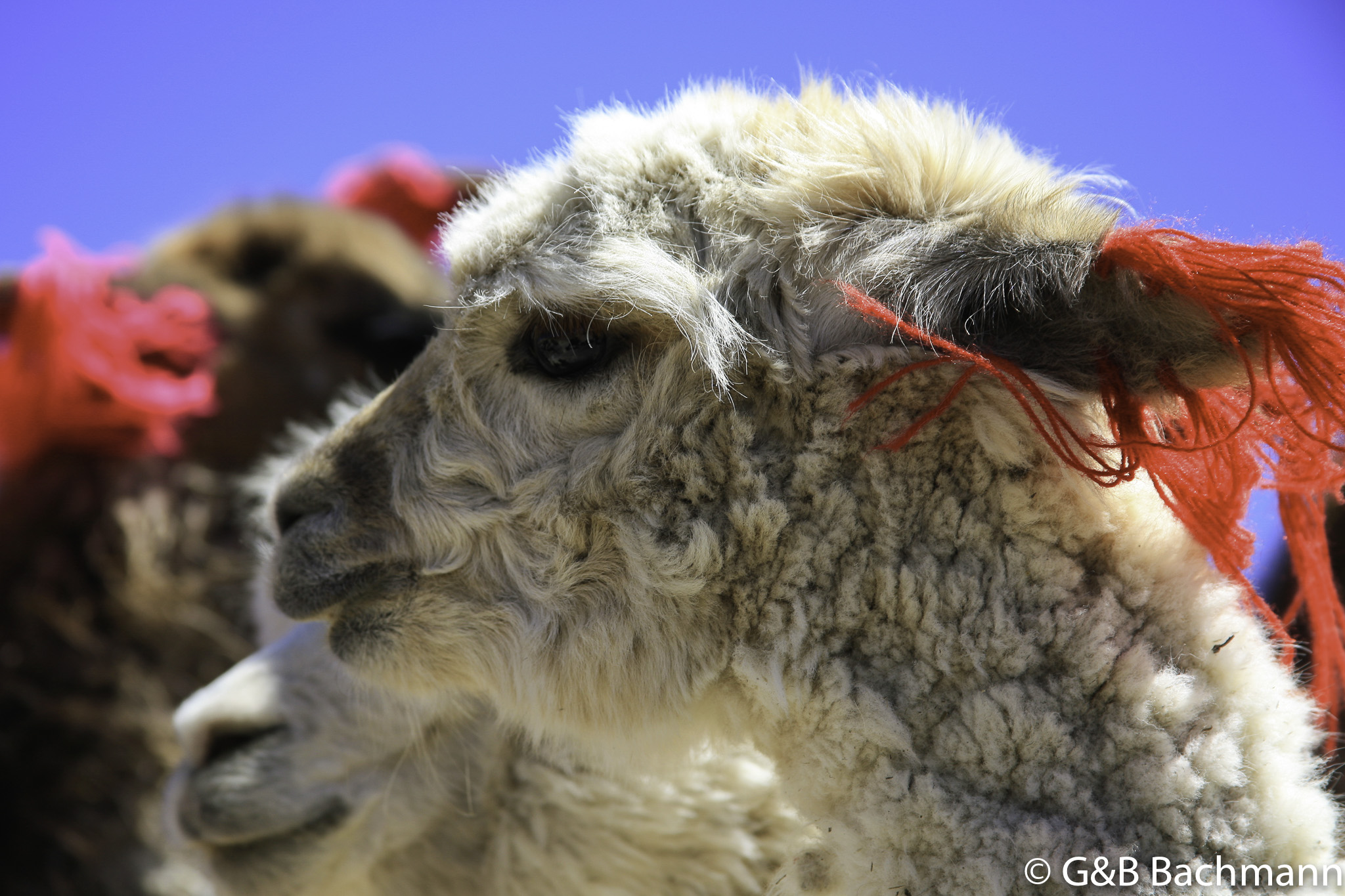 Colca_0042.jpg