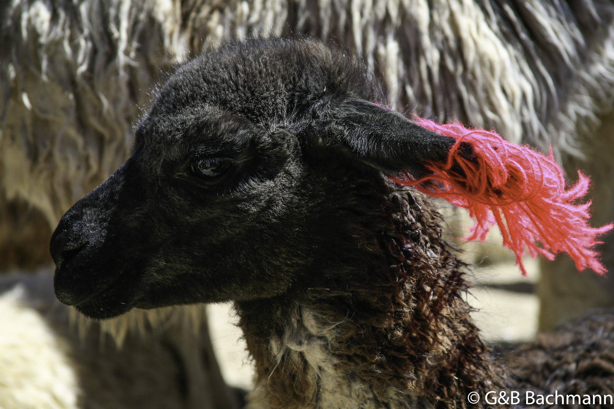 Colca_0043.jpg